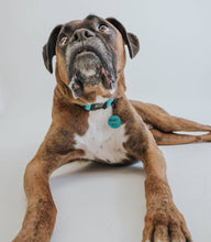 Load image into Gallery viewer, Neon Blue Collar