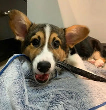 Load image into Gallery viewer, Turkey Bully Chew 7"