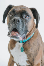 Load image into Gallery viewer, Neon Blue Collar