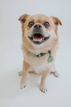Load image into Gallery viewer, Neon Green Collar