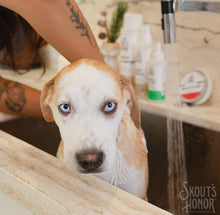 Load image into Gallery viewer, Skout's Honor Probiotic Shampoo/Conditioner 16oz