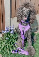 Load image into Gallery viewer, Neon Purple Collar