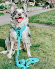 Load image into Gallery viewer, Sassy Woof Harness Neon Blue
