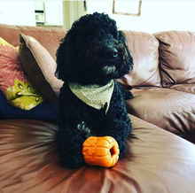 Load image into Gallery viewer, Jack O&#39; Lantern Treat Dispenser
