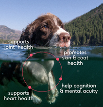 Load image into Gallery viewer, Native Pet Sockeye Salmon Oil 8oz
