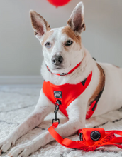 Load image into Gallery viewer, Neon Red Collar

