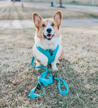 Load image into Gallery viewer, Neon Blue Leash
