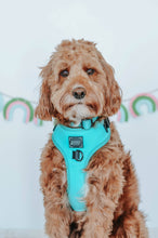 Load image into Gallery viewer, Sassy Woof Harness Neon Blue
